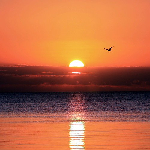 Seagull ~ Quarta Sunset 145