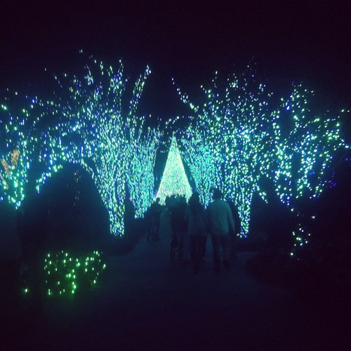 The Festival of Lights #christmas