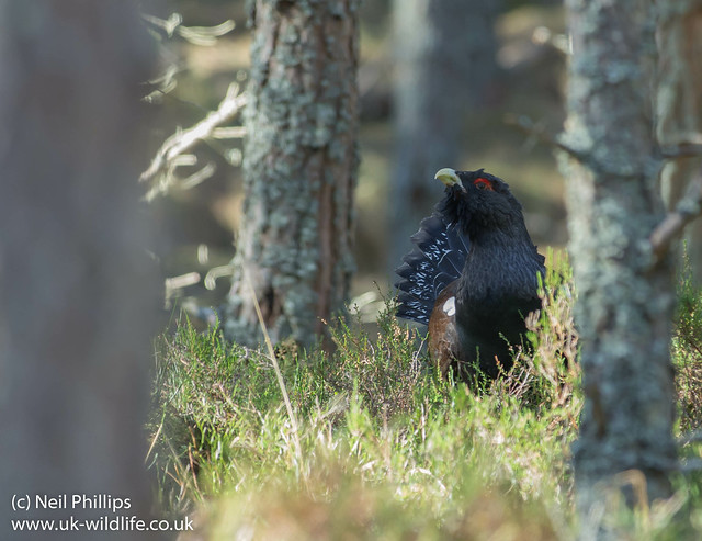 capercaillie in the forest 2