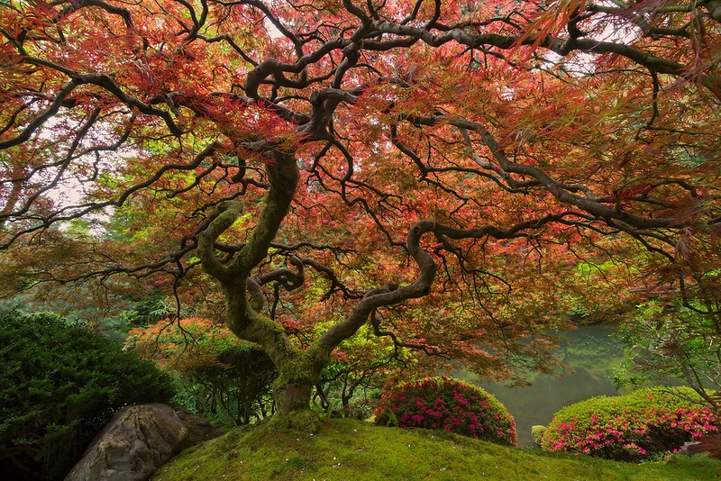 httptwistedsiftercom201309portland-famous-japanese-maple-tree