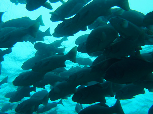 Another school of fish