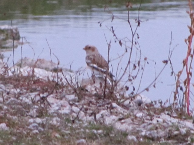 Snow Bunting at Gridley Wastewater Treatment Ponds in McLean County, IL