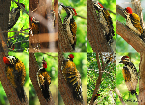 Woodpecker Portraits by McGun