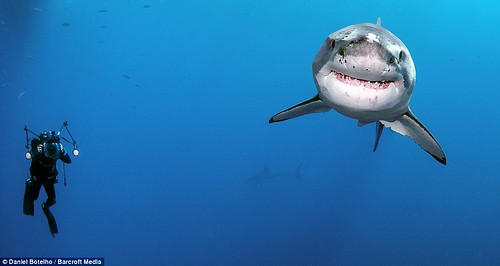 微笑：深海攝影師Daniel Botelho離開籠子，待在水中紀錄大白鯊24小時