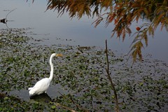 Frogging egret