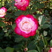 Rosas blancas y fucsia | White and fucsia roses
