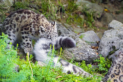 Mohan playing with his mother