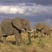 African Elephants, Masai Mara, Kenya
