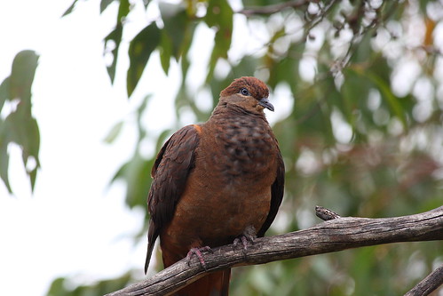 Brown Cuckoo-Dove AKA Slender-billed Cuckoo-Dove
