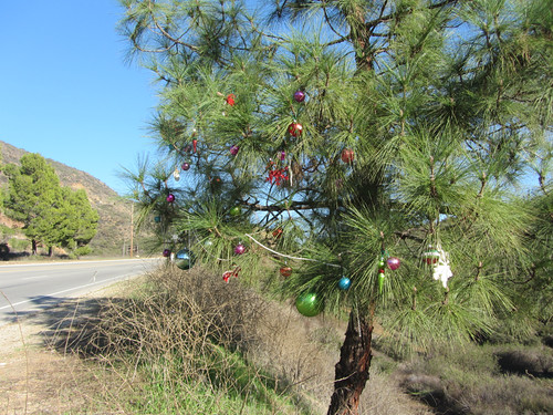 roadside tree