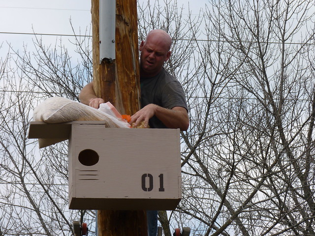 Barn Owl Box at IBSP Lake County