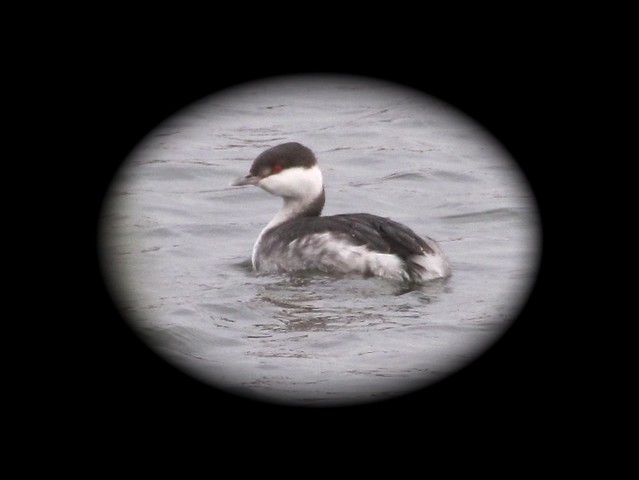 Horned Grebe at Tipton Park in McLean County, IL