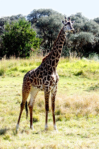 AK_SafariRide_Giraffe