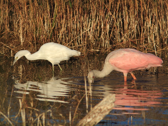 Little Blue Heron and spoonbill 20121125