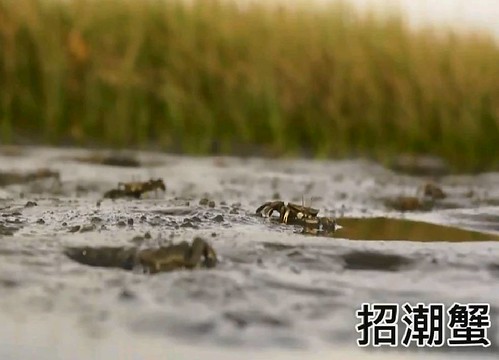 〈高美濕地〉的招潮蟹。賴鈞鴻、杜冠群、江東翰、張啟賢