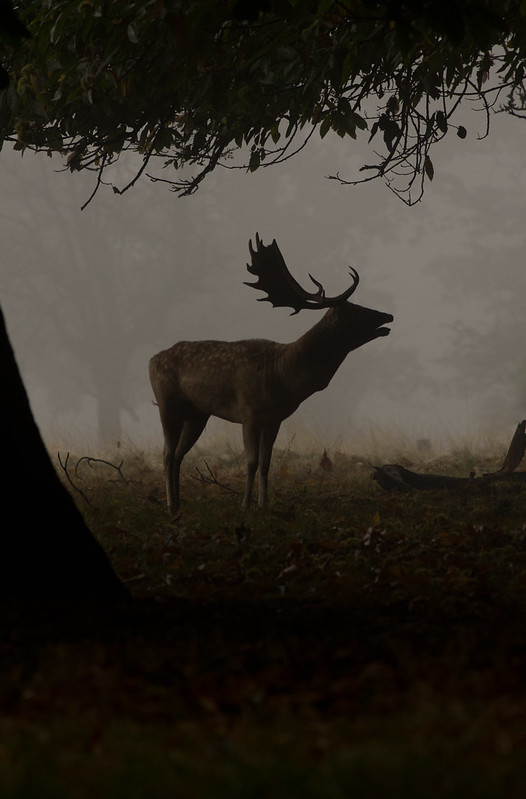 fallow deer buck in mist