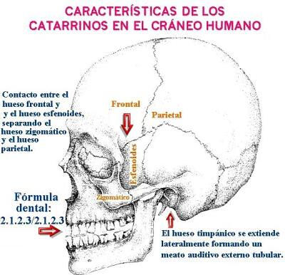 Características de los catarrinos en el cráneo humano