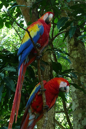 Scarlet Macaws - Copan - Ruinas Copan, Honduras
