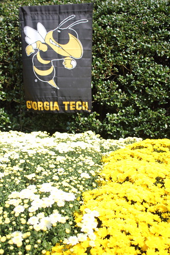 Chrysanthemums in Georgia Tech colors