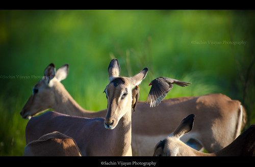 ox pecker with Impala by sachinvijayan