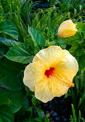 yellow_hibiscus
