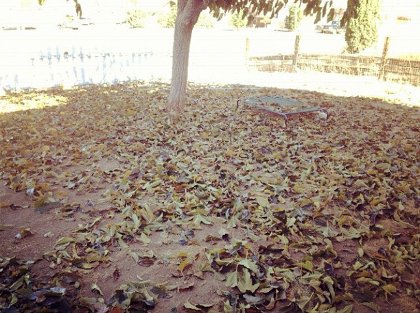 Autumn Leaves - November 2012