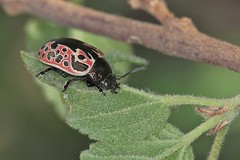 escarabajos (beetles)