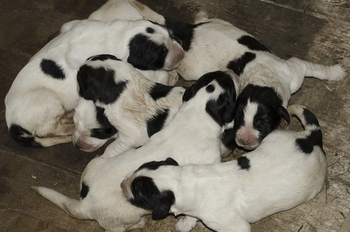 Mioritic Shepherd Puppies