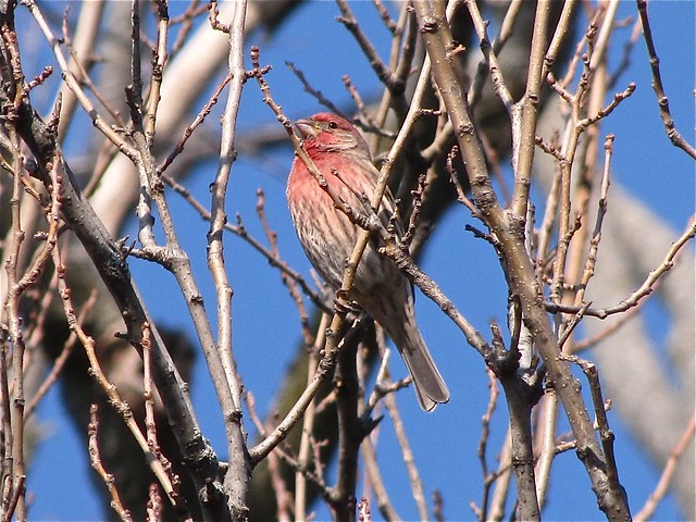 House Finch at Angler's Pond in McLean County, IL 05