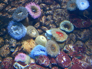 Sea Anemones at Lisbon Aquarium