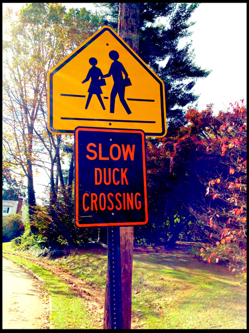 slow-duck-crossing