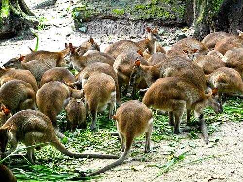 IMG_1532 Kangarooos, Taiping Zoo