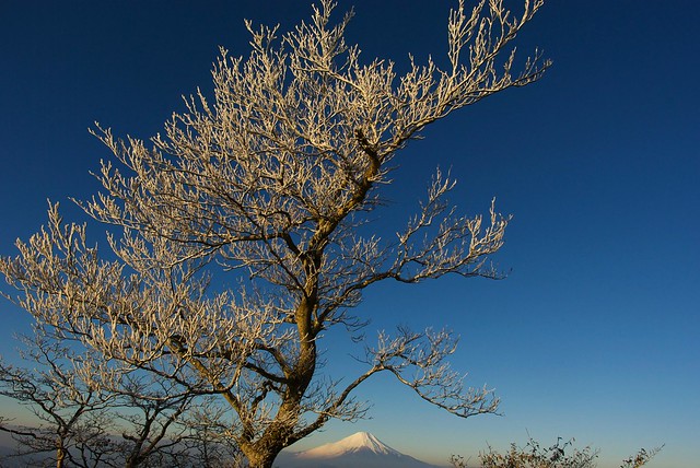 樹氷と富士