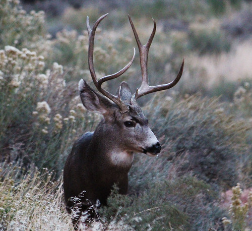 Zion NP Mule Deer Buck