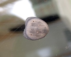 Arctiid moth (Hemonia rotundata)