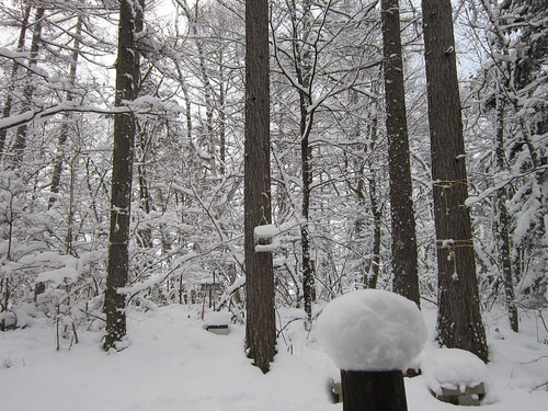 庭の積雪27cm　2012年12月10日9:12 by Poran111