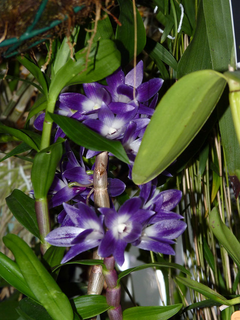 Dendrobium victoria-reginae species orchid (new plant)