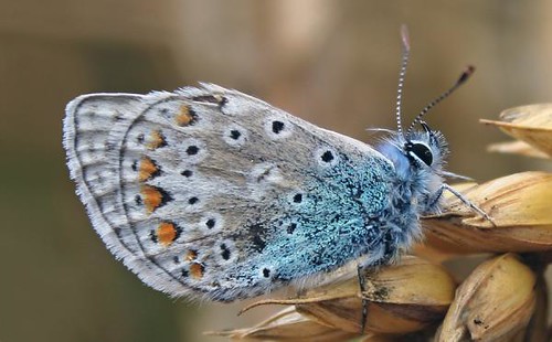 grey-blue-hairy-butterfly