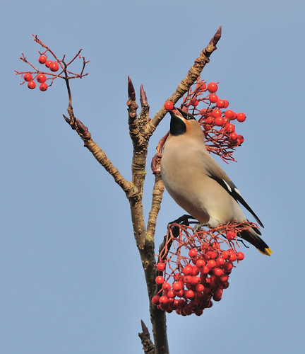 Waxwing5 by Andy Pritchard - Barrowford