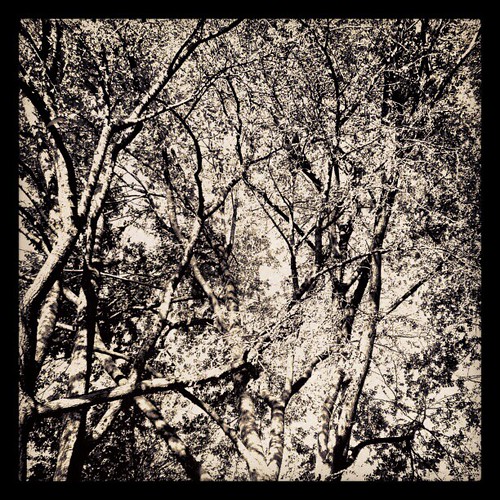 #monochrome #b&w #trees #nyc by ShellyS