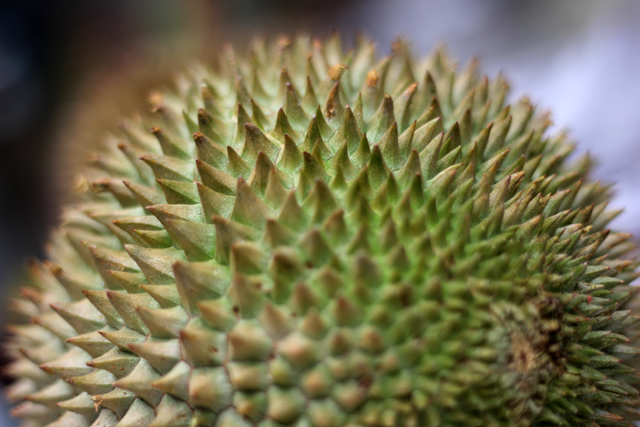 The beautiful spiky durian fruit!
