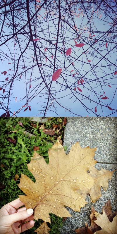 fall tree and leaf