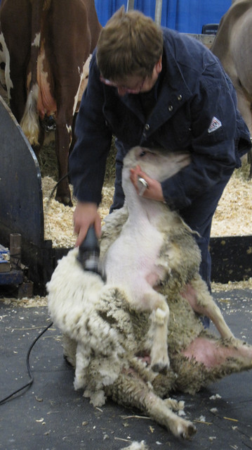 Woman shaves wool off a single sheep