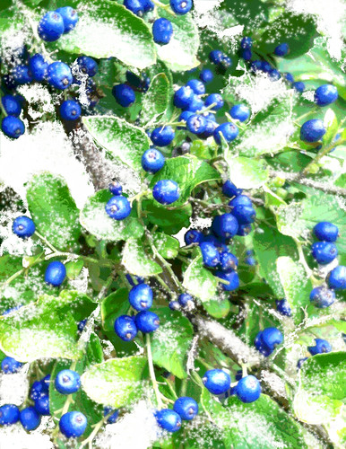 Dusting of Snow on Sapphire Berries by randubnick