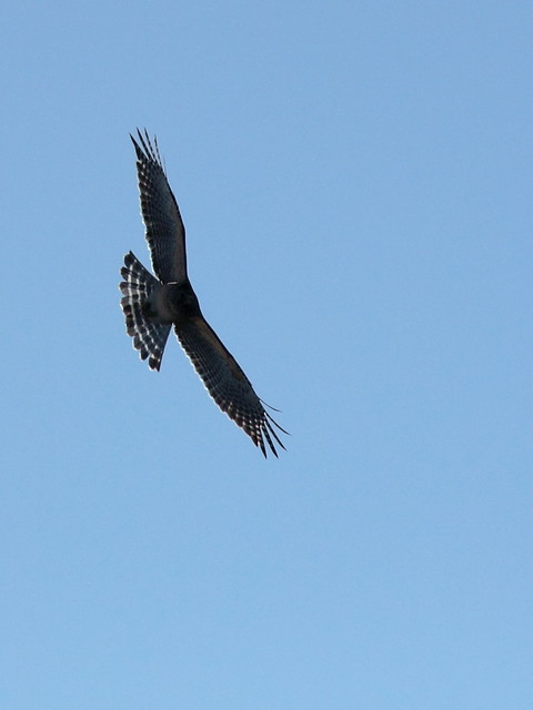 Short-tailed Hawk dark morph 20121202