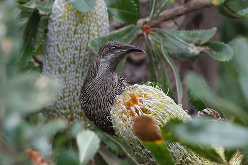 Little Wattle Bird in the Banksia tree