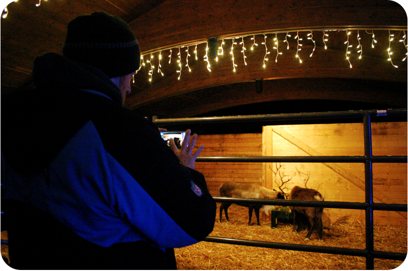 {december daily | day 7} reindeer