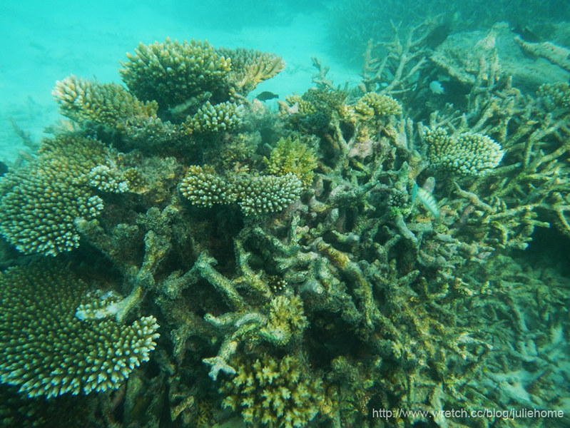 珊瑚森林 (5)