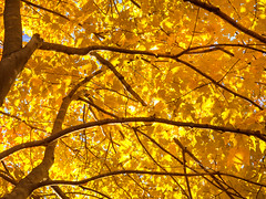 Fall foliage - Greenville, SC - November, 2012