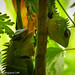 Garden Lizard (Katussa in Sinhala)